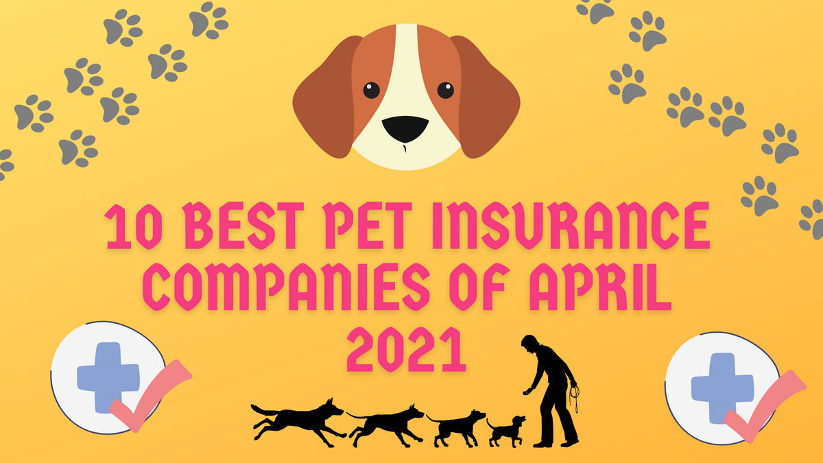 Pet's best health insurance