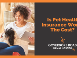 Pets Best Health Insurance For Your Beloved Companion