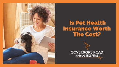 Pets Best Health Insurance For Your Beloved Companion