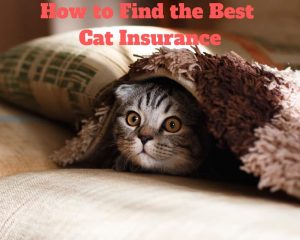 Pet Best Cat Insurance For Your Beloved Feline