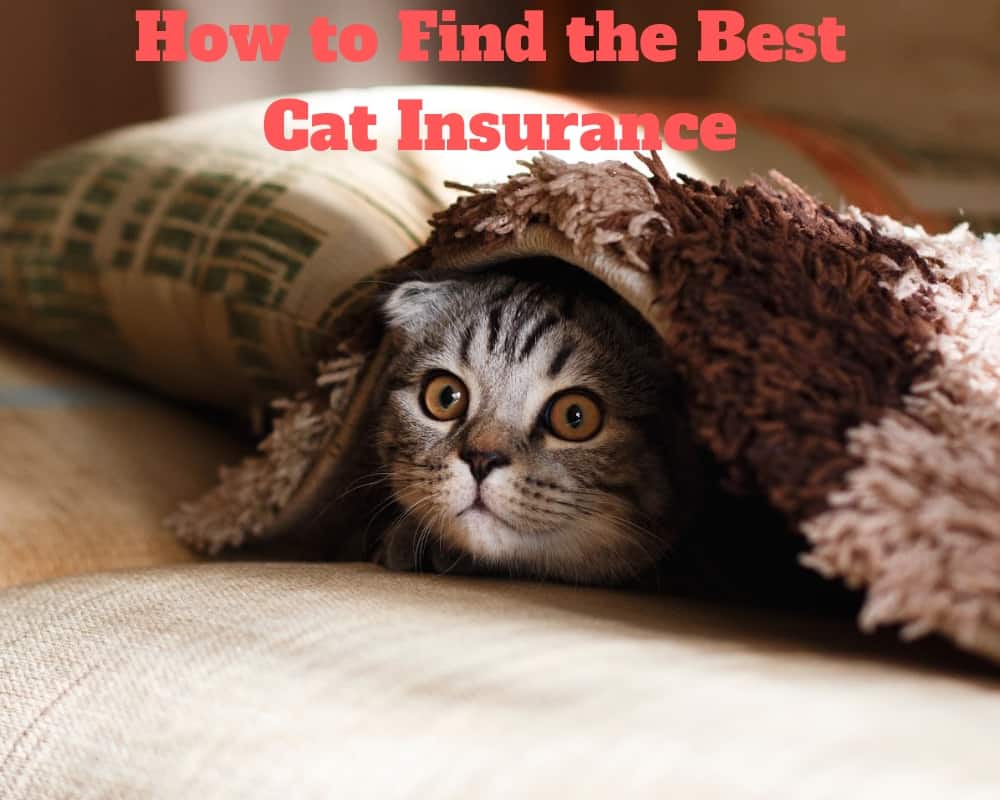 Pet Best Cat Insurance For Your Beloved Feline