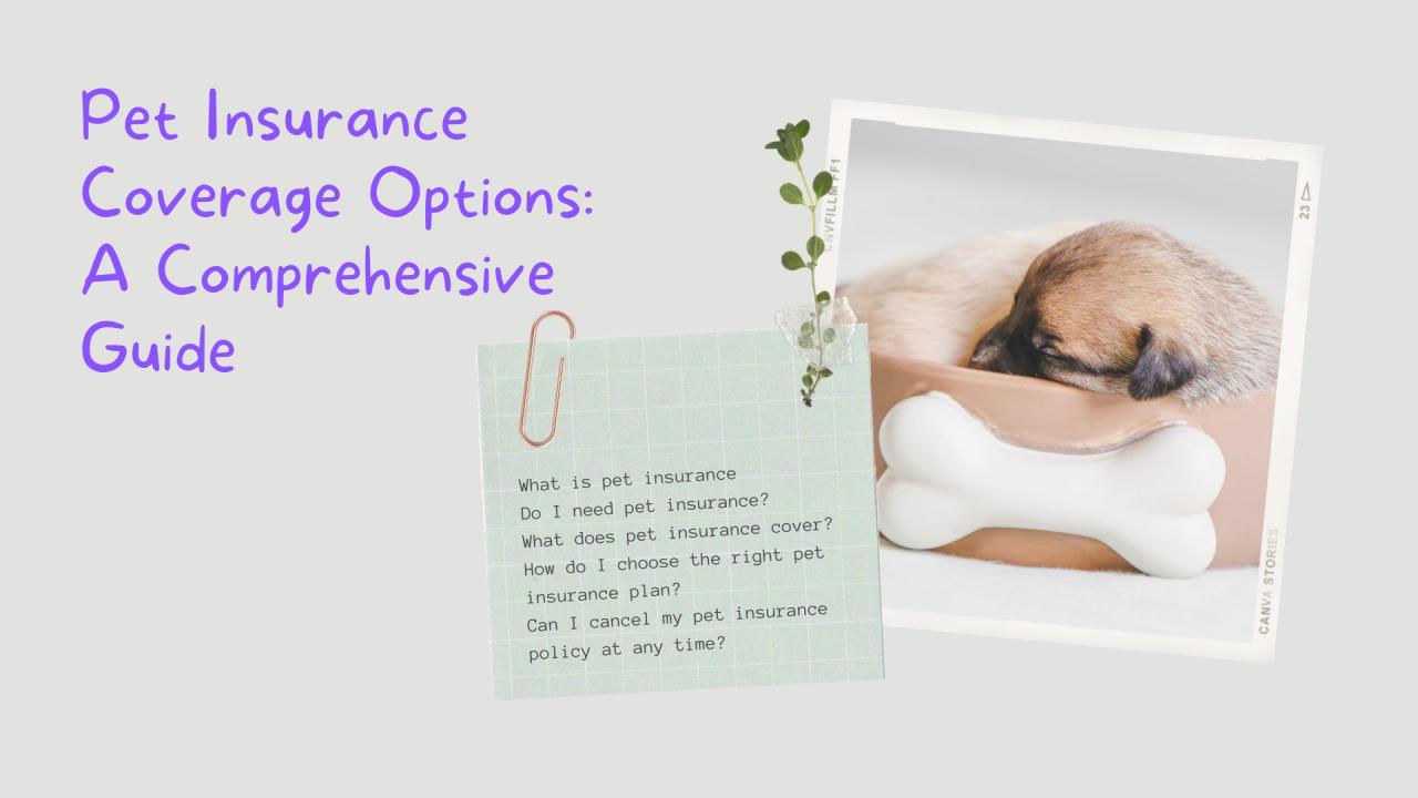 Pet best dog insurance