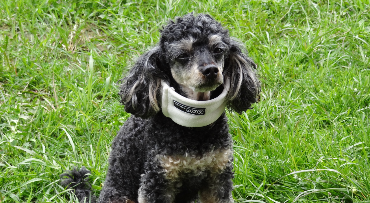 Is pets best insurance worth it