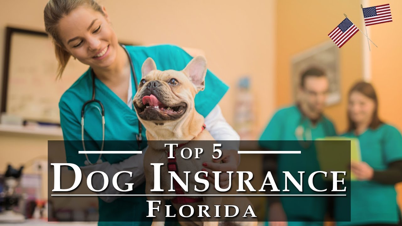 Best Pet Insurance for Dogs 🇺🇸 | Top 5 Dog Insurance USA – Dog Health ... Best Pet Insurance for Dogs 🇺🇸 | Top 5 Dog Insurance USA – Dog Health ...
