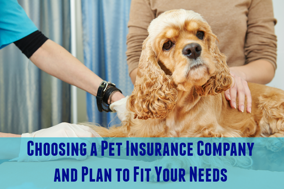 Pet insurance for veterinary bills