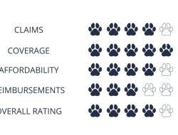 Pets Best Insurance Boise Ensuring Your Pets Well-being